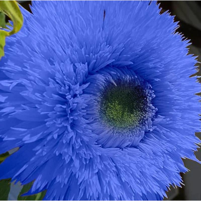 50Pcs Blue Teddy Bear Sunflower Seeds - Stunning Annual Blooms for Your Garden Non GMO Heirloom Garden - Planting Instructions for Easy Grow - Great Gardening Gifts